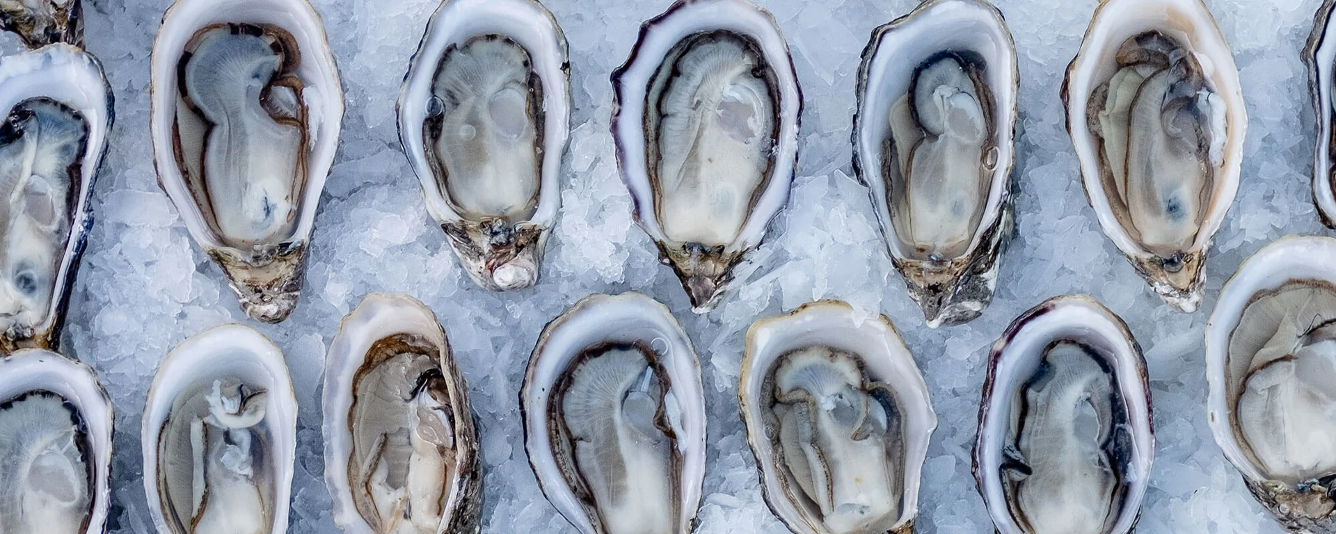 Pristine Oysters From the Source